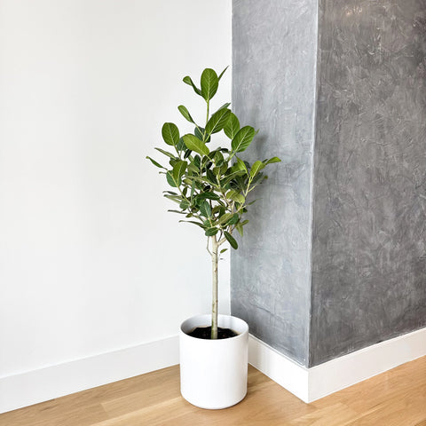 Ficus Audrey