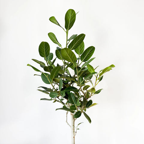 Ficus Audrey