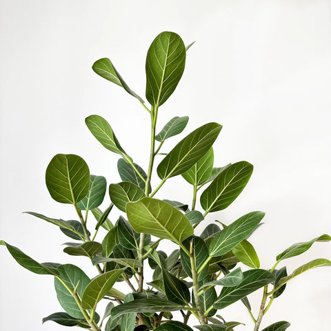 Ficus Audrey