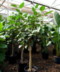 Ficus Audrey