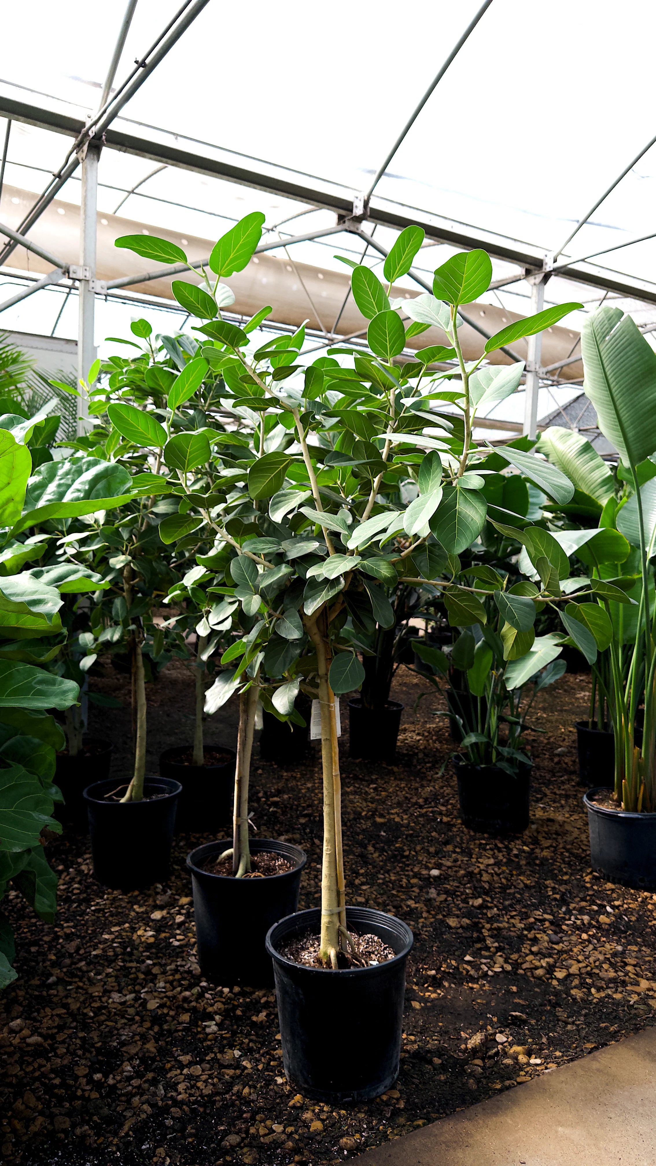 ficus audrey for sale Ficus Audrey