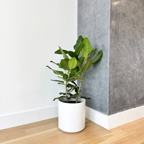 Ficus Audrey Bush