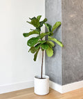 Fiddle Leaf Fig