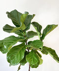 Fiddle Leaf Fig