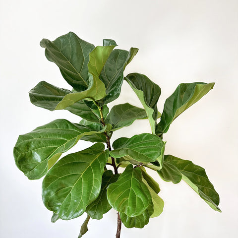 Fiddle Leaf Fig