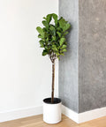 Fiddle Leaf Fig