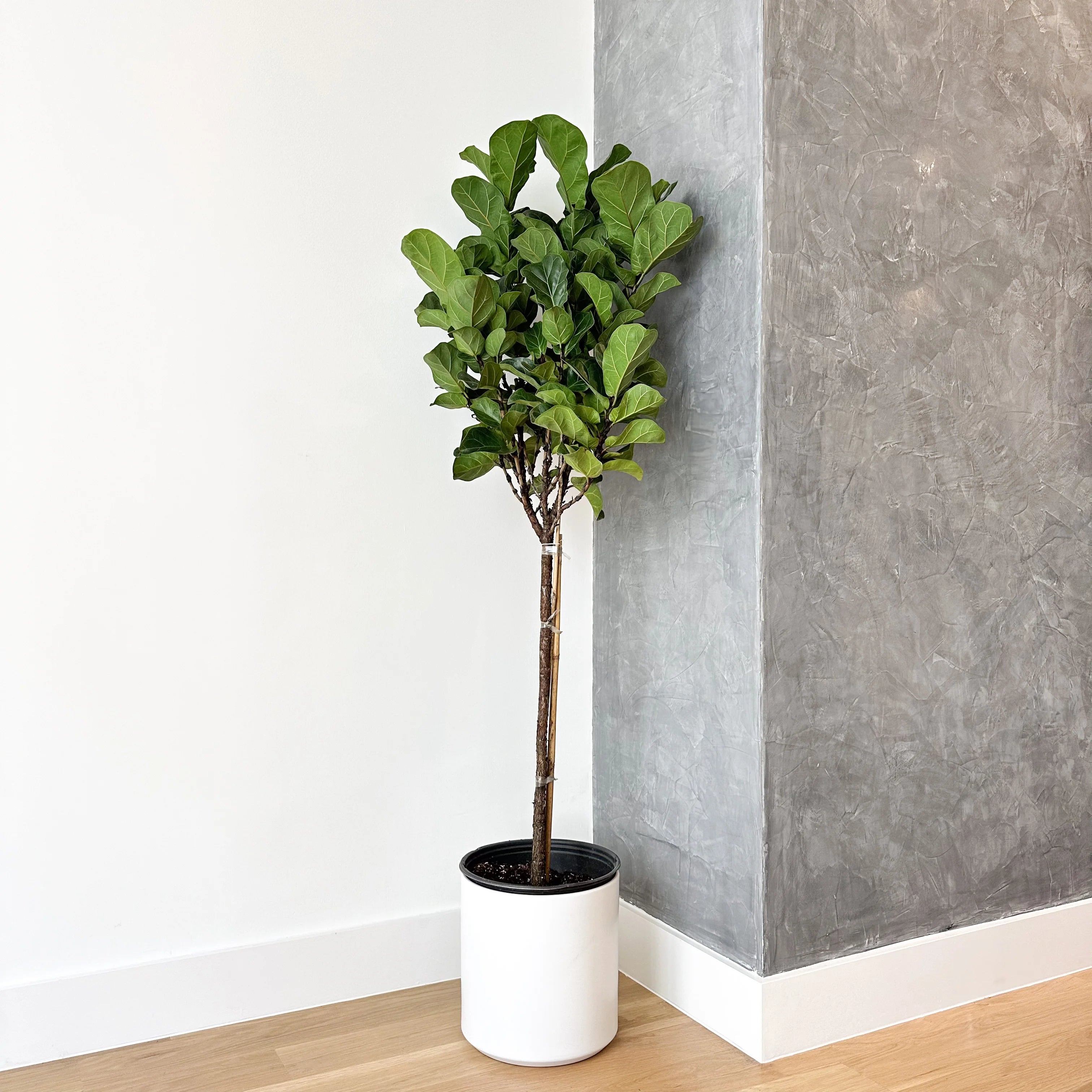 Fiddler Trees Fiddle Leaf Fig Tree | Popular House Plant for Modern Homes – Simply Trees