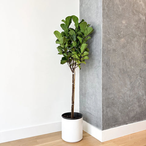 Fiddle Leaf Fig