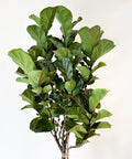 Fiddle Leaf Fig