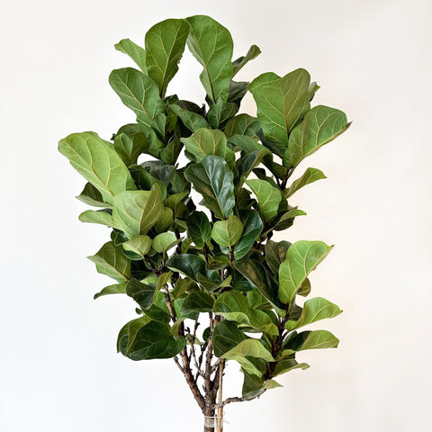 Fiddle Leaf Fig