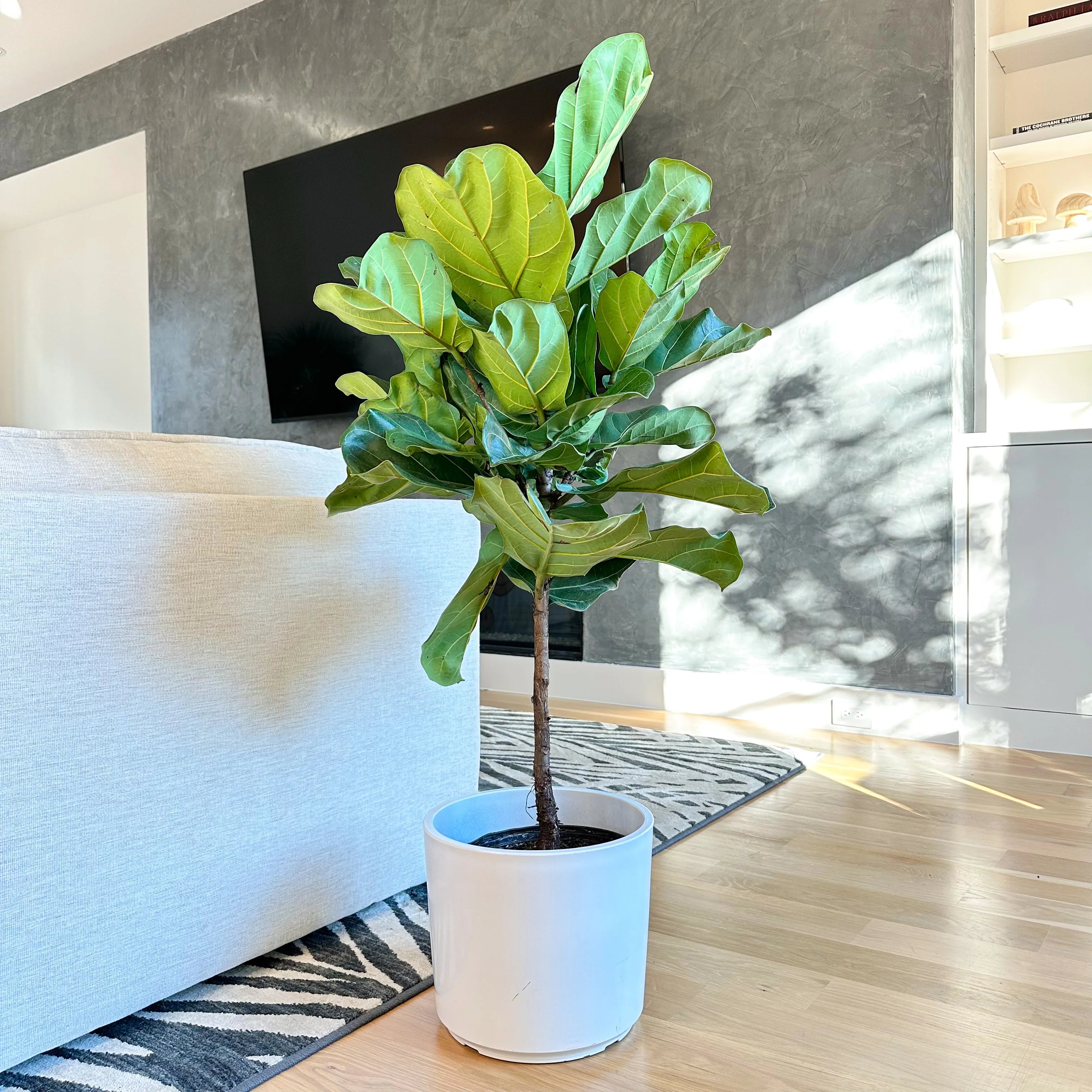 Fiddle Leaf Fig: Modern Home Plant – Simply Trees