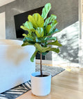 Fiddle Leaf Fig