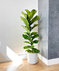 Fiddle Leaf Fig Column