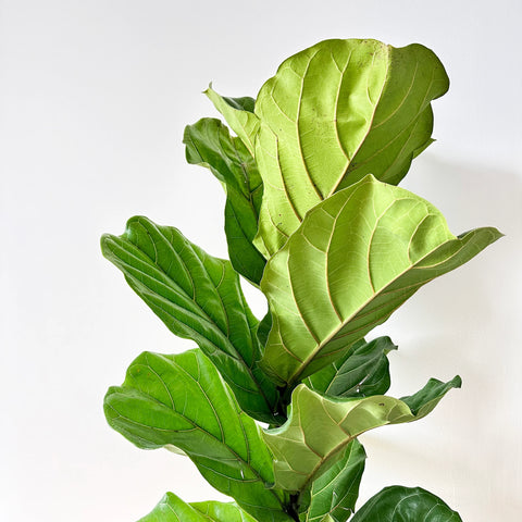 Fiddle Leaf Fig Column