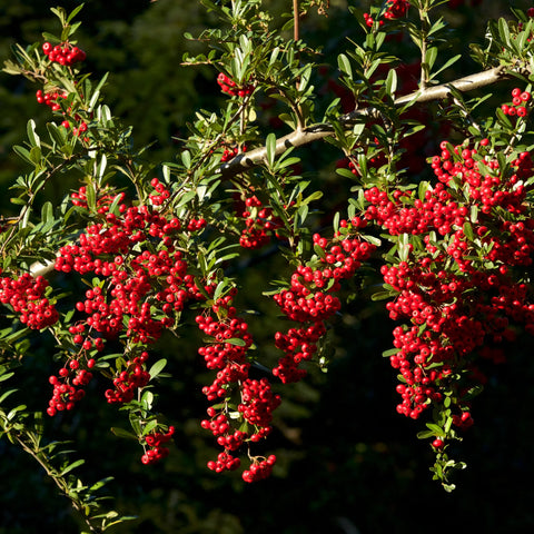 Firethorns Vine