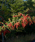 Firethorns Vine