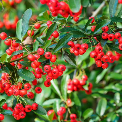 Firethorns Vine