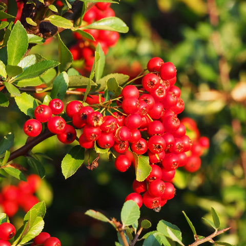 Firethorns Vine