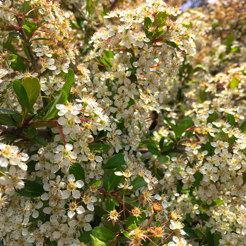 Firethorns Vine