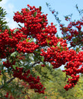 Firethorns Vine