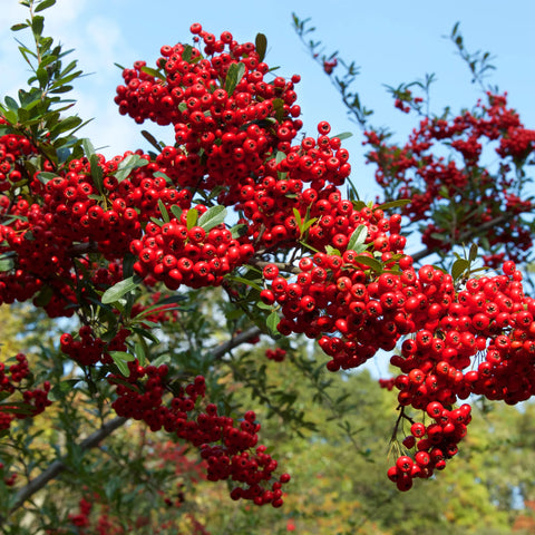 Firethorns Vine