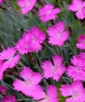 Firewitch Dianthus