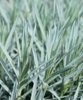 Firewitch Dianthus