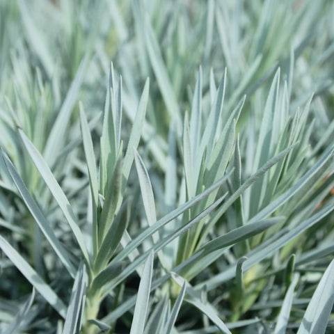 Firewitch Dianthus