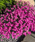 Firewitch Dianthus