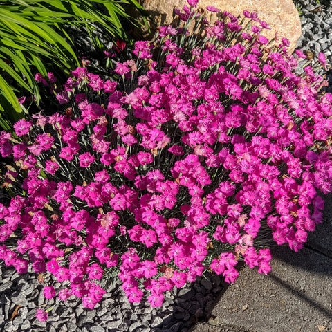 Firewitch Dianthus