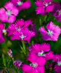 Firewitch Dianthus