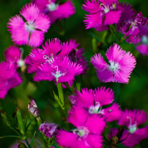 Firewitch Dianthus