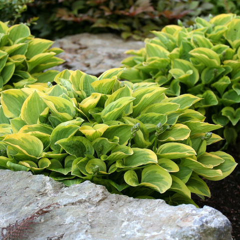 First Frost Hosta