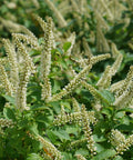 Fizzy Mizzy Sweetspire