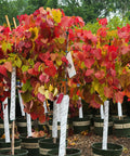 Flame Thrower® Redbud Tree