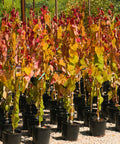 Flame Thrower Redbud Tree