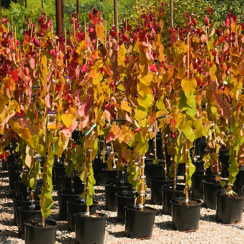 Flame Thrower Redbud Tree