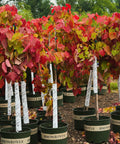 Flame Thrower® Redbud Tree
