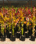 Flame Thrower Redbud Tree