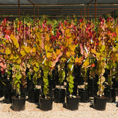 Flame Thrower Redbud Tree