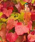 Flame Thrower® Redbud Tree