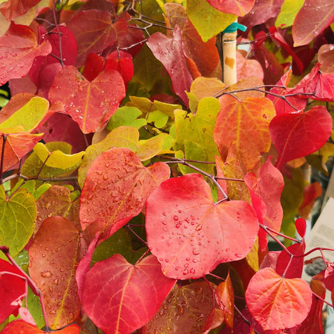 Flame Thrower® Redbud Tree
