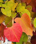 Flame Thrower® Redbud Tree