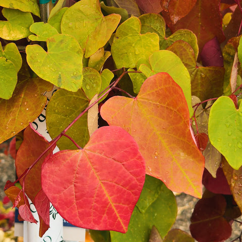 Flame Thrower® Redbud Tree