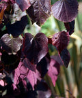 Forest Pansy Redbud