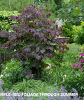 Forest Pansy Redbud