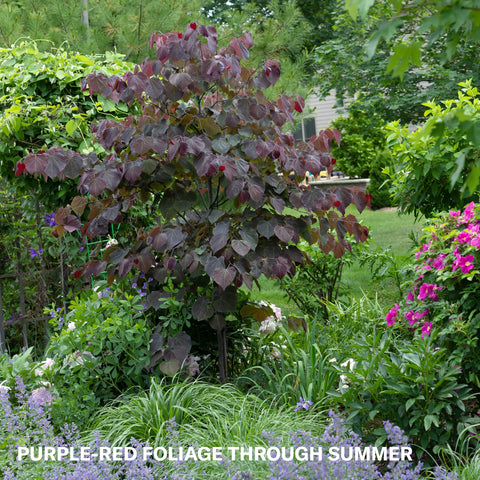 Forest Pansy Redbud