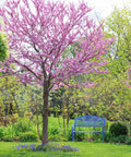 Forest Pansy Redbud