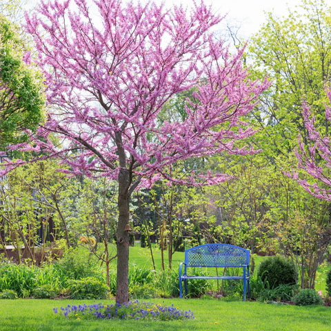Forest Pansy Redbud