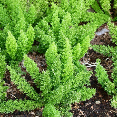 Foxtail Fern